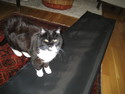 The pussycat inspects the fibreglass material.