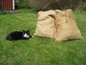 En pussycat next to two wood sacks.